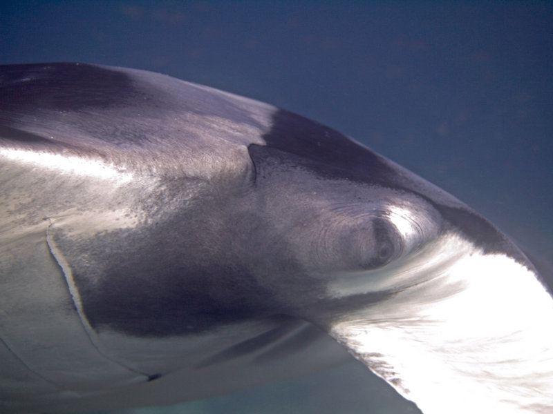 Manta ray
